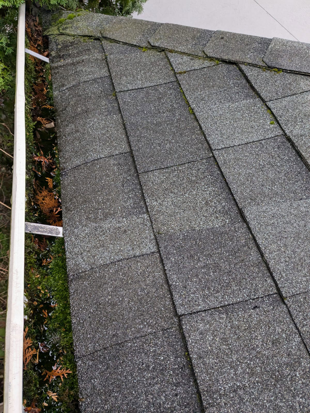 Dirty gutters filled with old and fresh green debris